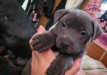 Pitbull puppies in need of loving forever homes