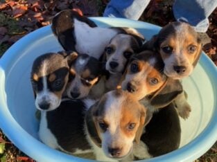 AKC Registered Beagle PUPS