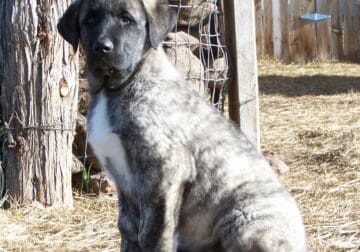 Boz shepherd puppies 12 weeks old