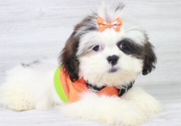 Tiny Lhasa Apso Puppy For Sale