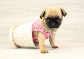 Tiny Micro Pug Puppies for Sale