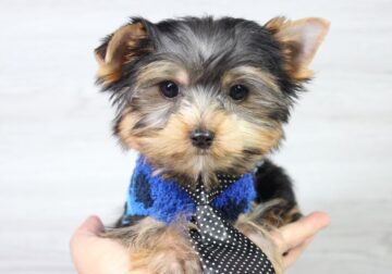 Yorkie Cuties: Ready For a New Home