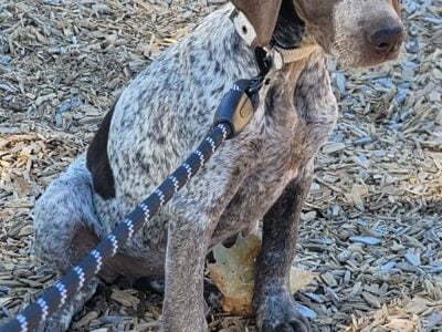 Amazing German Shorthaired Puppies ( GSP ) Puppies