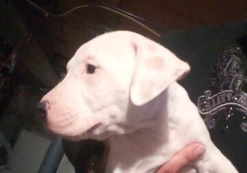 2 month old male pitbull puppy