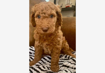 Christmas Standard Poodle Puppies