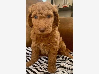 Christmas Standard Poodle Puppies