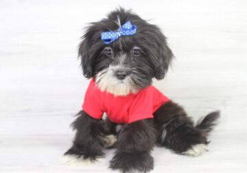 Cutest HavaTzu Puppy Ready for a New Home