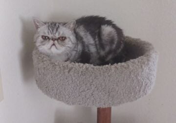 Classic Silver tabby & White Exotic Shorthair F
