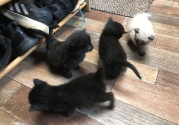 Free Kittens to a Loving Home