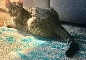 Male F5 Savannah Kitten (Belmont Shore)