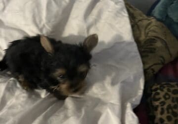 2 Male Purebred yorkie pups for sale
