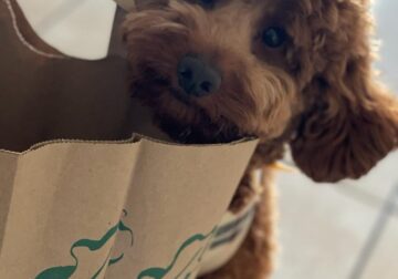 Red Toy Poodle Stud/Male