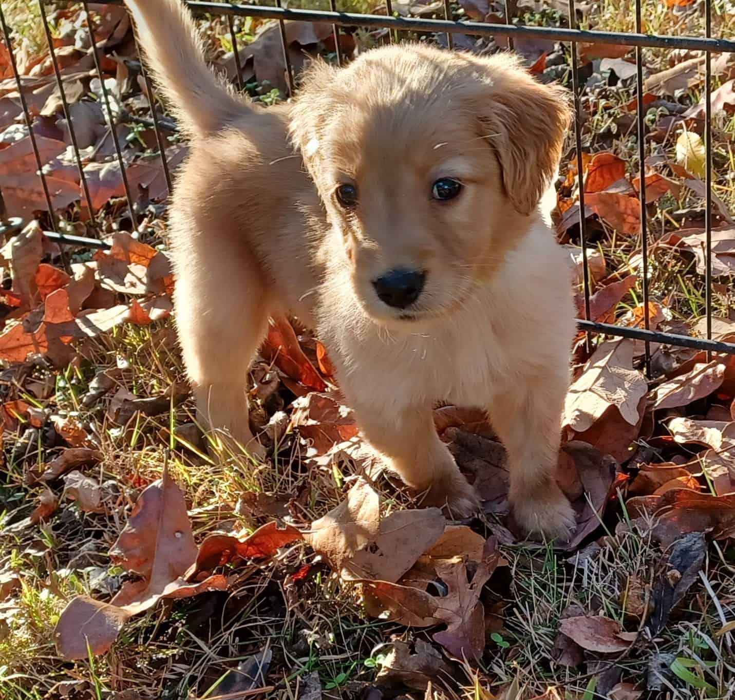 AKC puppies available!! | PetClassifieds.com