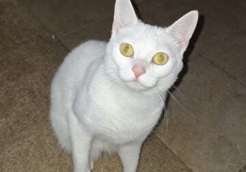 Russian White Girl Cat