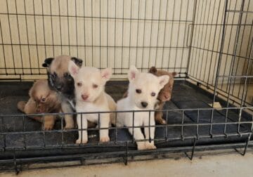 Rehoming Husky Mix young females and puppies