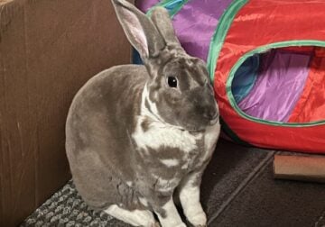 Rex rabbits / Bunny