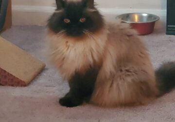 Sweet Female Himalayan looking for furever home