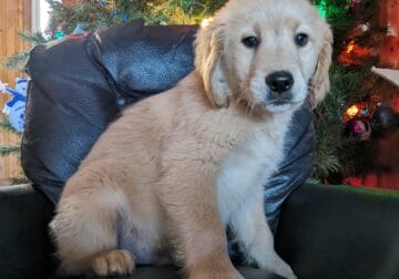 Golden retrievers in time for Xmas!