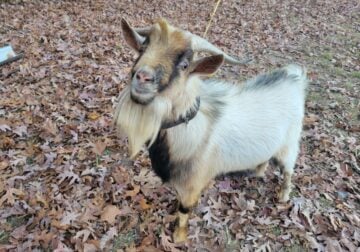 Nigerian Dwarf Goat Male