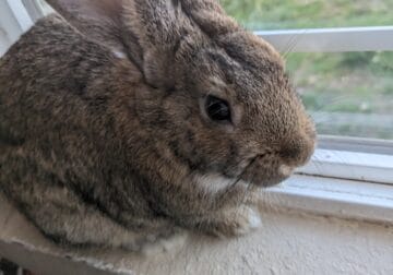 Bunny for sale!!