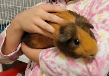 Rehoming 4 year old female guinea pig