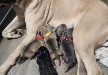 Cane Corso Puppy Born 12/31/23
