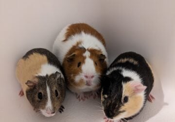 Three guinea pigs