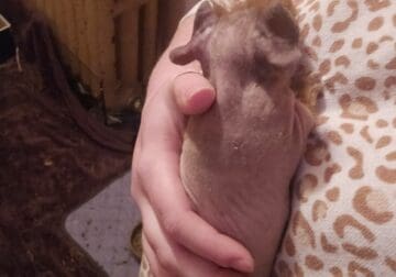 Iso texel and skinny pigs