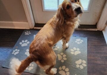 English Cocker Spaniel Looking for a New Home