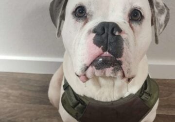 Rescued 2 year old pocket bully