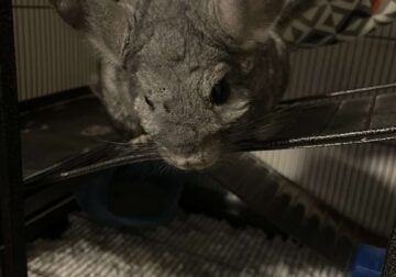 Chinchilla with cage