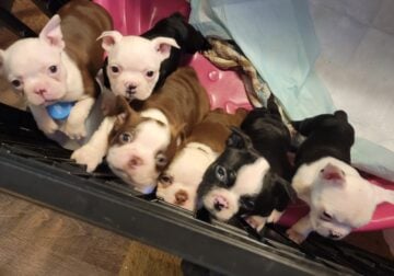 Boston Terriers babies