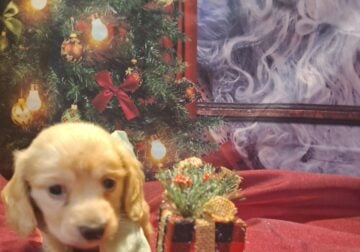 Miniature Dachshund Puppy AKC