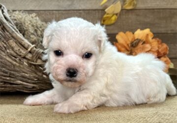 Poodle Puppies Teacup and Toy Poodles Ready Now.