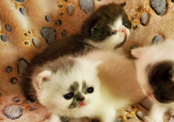 Adorable ESH kittens CFA registered