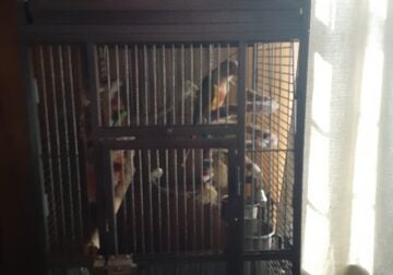 Pineapple conure&cage