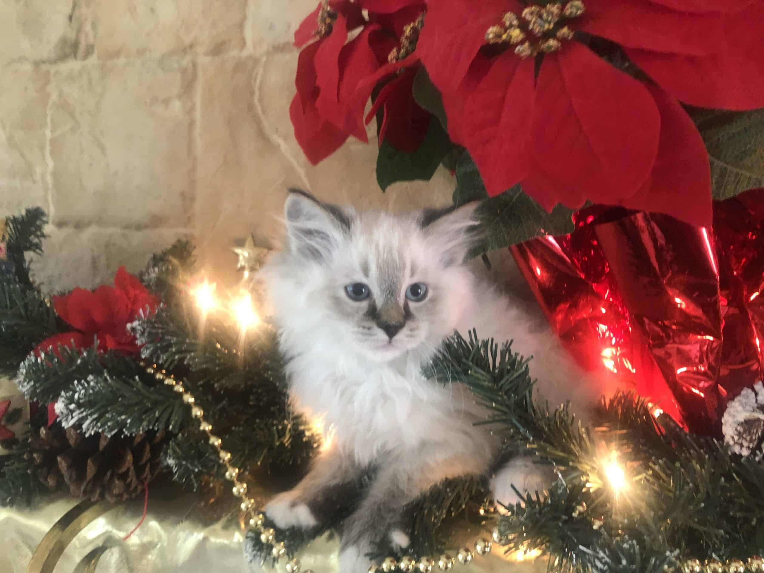 Ragdoll Kittens Ready For Christmas - REDUCED! | PetClassifieds.com