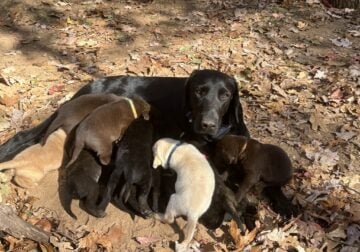 AKC Labrador Retriever puppies