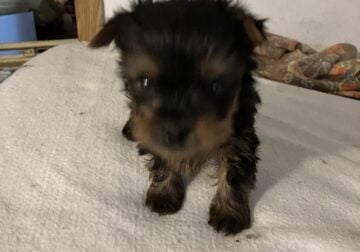 Purebred Yorkie puppies for sale