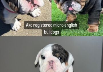 Beautiful English Bulldogs for Sale