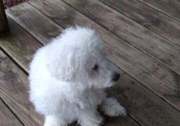 4 year old loving Bichon Frise for sale