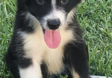 Holiday Special**Miniature Aussie
