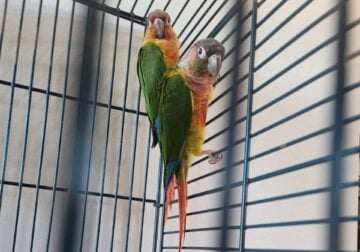 SELLING 2 PARROTS FOR $600 EACH