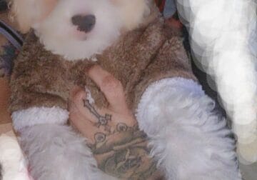 Teddy bear poodle puppy