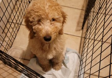 4 month Labradoodle female pup