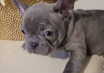 Frenchie Male