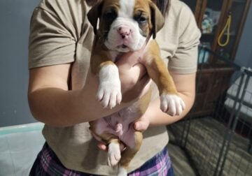 Boxer puppies registered
