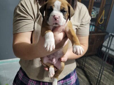 Boxer puppies registered