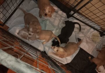 Red and Blue pit puppies ready now