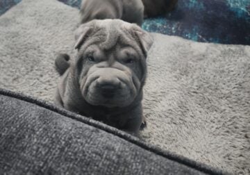 Sharpei puppies ready for their new home